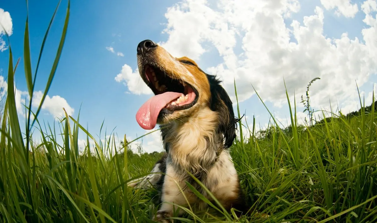 Фото иллюстрационное