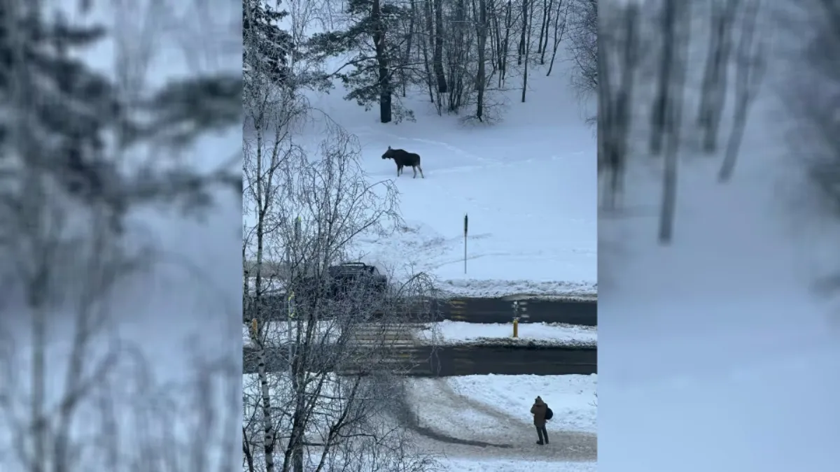 Жители Минска дали поселившемуся в городе лосю имя. Куда все время ходит Валера?