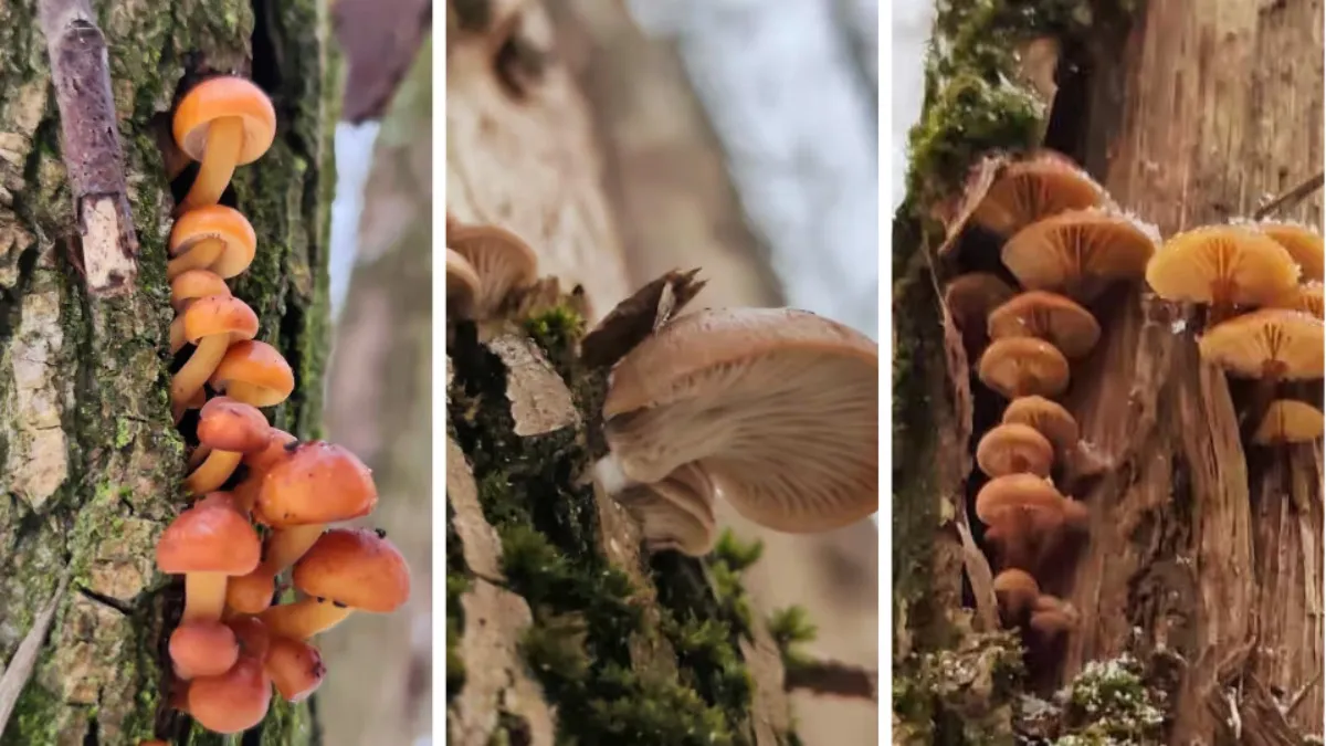 Минздрав Беларуси запретил БАДы из Китая, Германии и ОАЭ