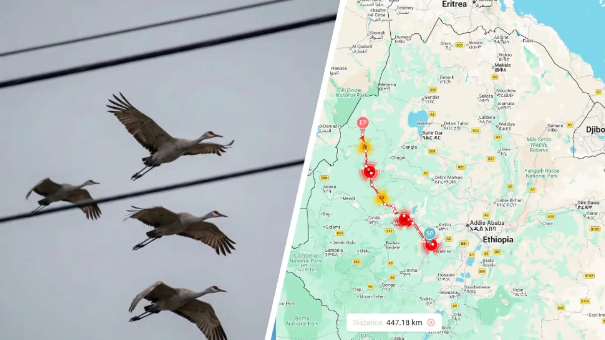 Орнитологи заметили первые признаки весны в Беларуси