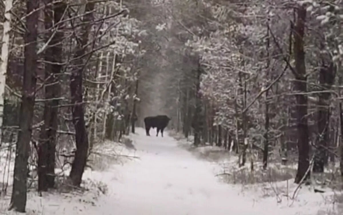 "Повезло дважды" - В центре Беларуси мужчина наткнулся на зубров