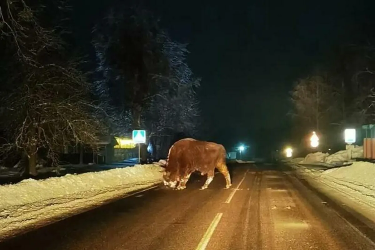 В деревню на Могилёвщине пришёл полежать ленивый зубр