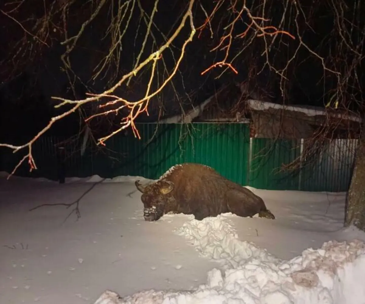 Откуда пришел в деревню под Осиповичами "ленивый" зубр? В Минприроды восстановили маршрут