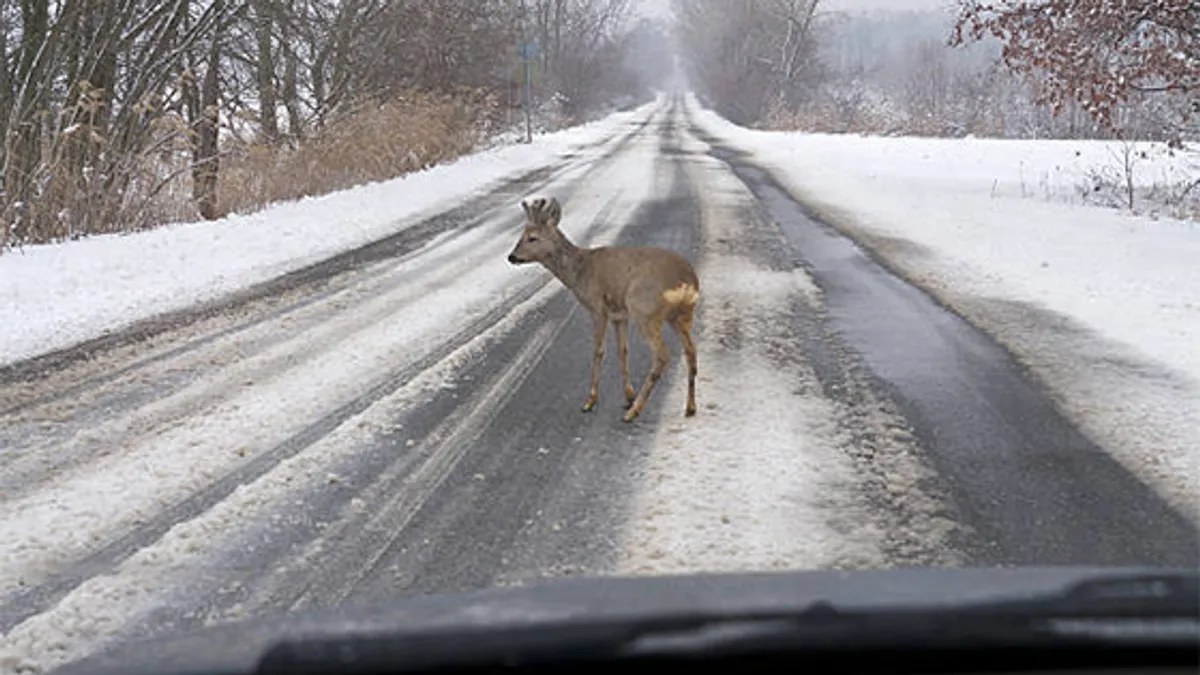 Белорусы и косули бьют антирекорды по количеству ДТП. 2026 год уже показал рост