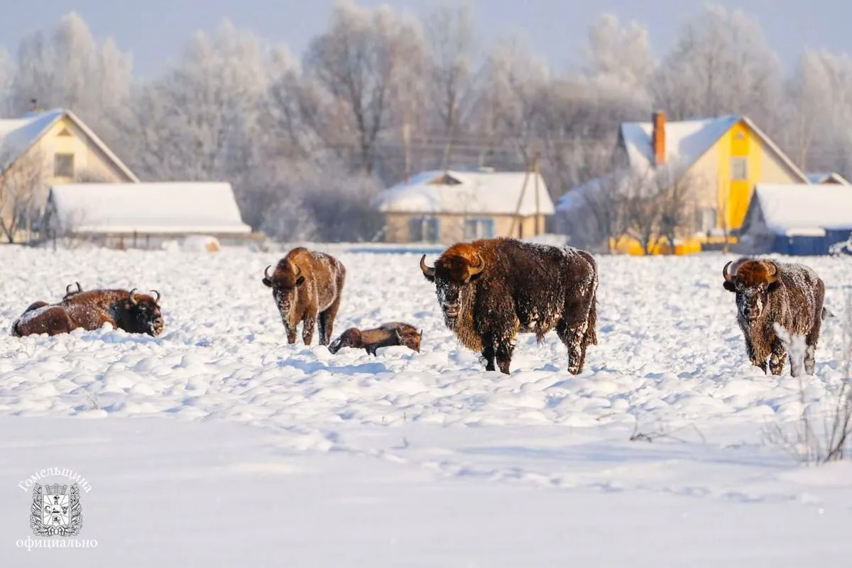 Фото: тг-канал Гомельского облисполкома