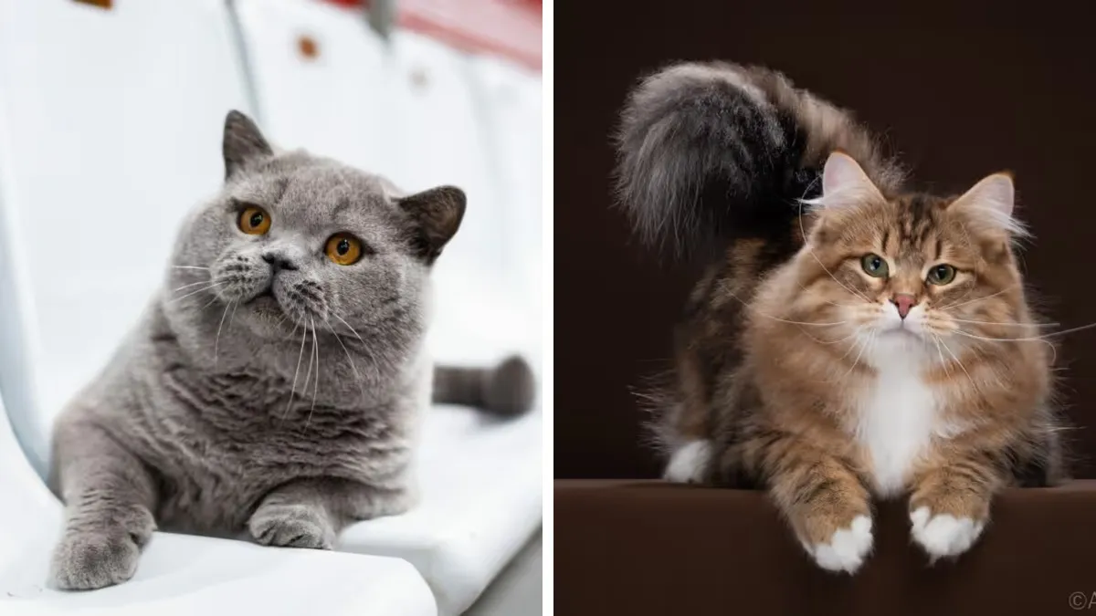Два белорусских кота вошли в ТОП самых красивых в мире