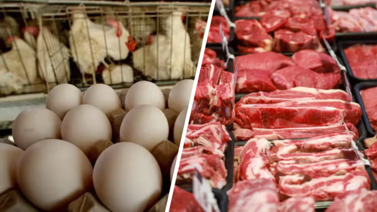 Россельхознадзор пожаловался на антибиотик в белорусских яйцах и говядине