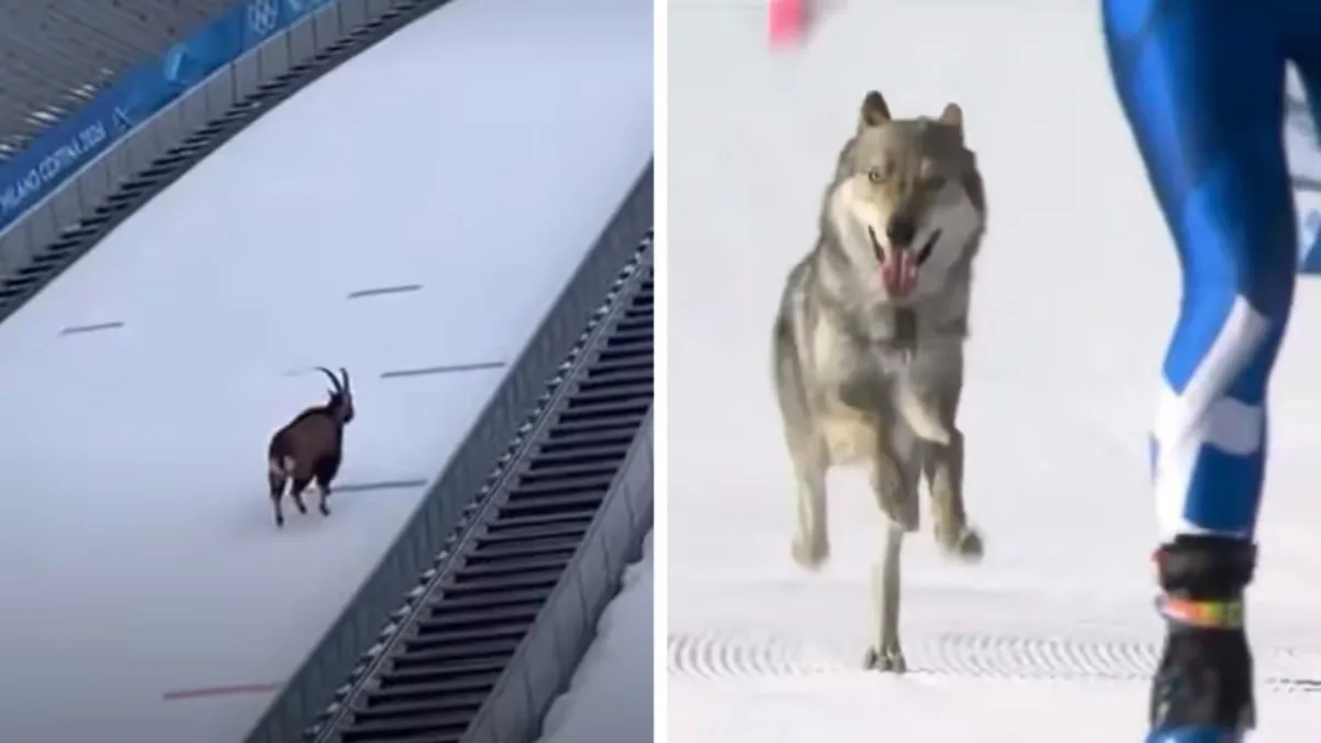 Горный козёл и собаки «поучаствовали» в зимней Олимпиаде