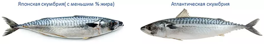 Покупательница пожаловалась на «не тот рисунок» скумбрии белорусского производителя. В чём нюанс?