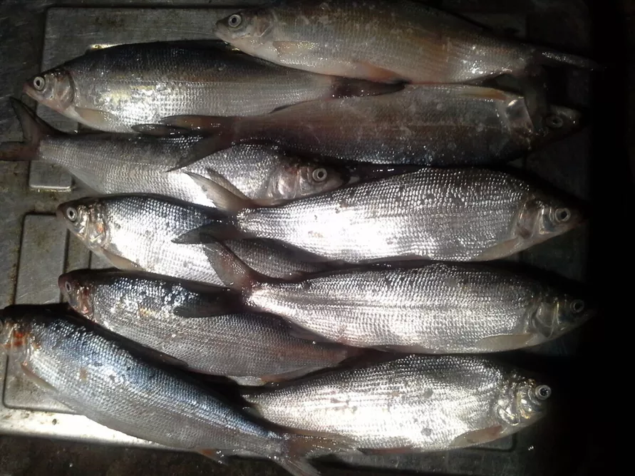 Эту нежную до неприличия рыбу мечтают словить многие рыбаки. Где найти в Беларуси и как приготовить?