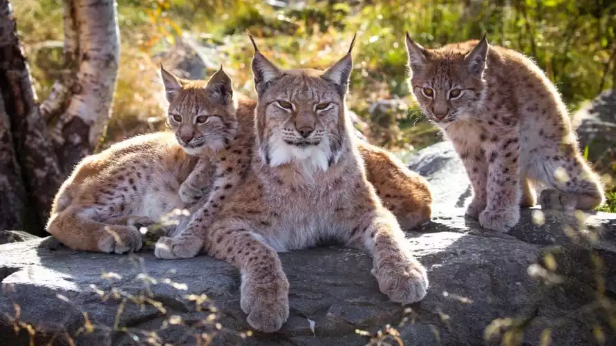 В Беларуси объявили дату начала охоты на рысей - "Любого пола и возраста"