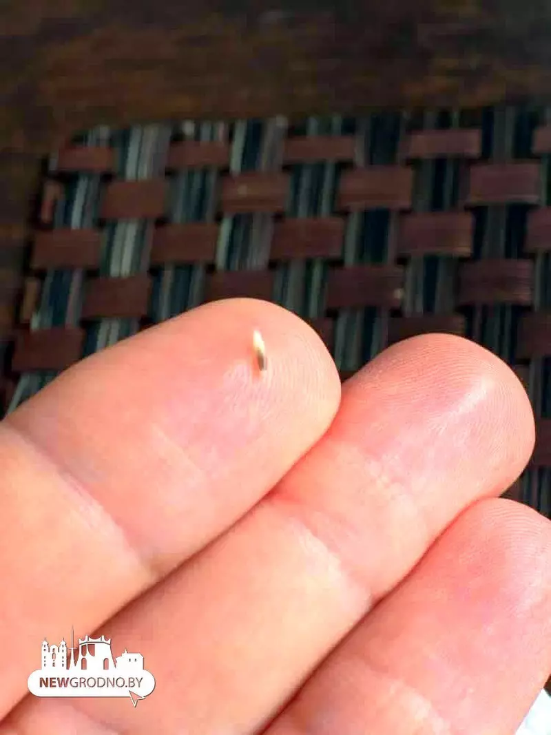 Белорусы пожаловались на пиво с личинками в одном из баров Гродно