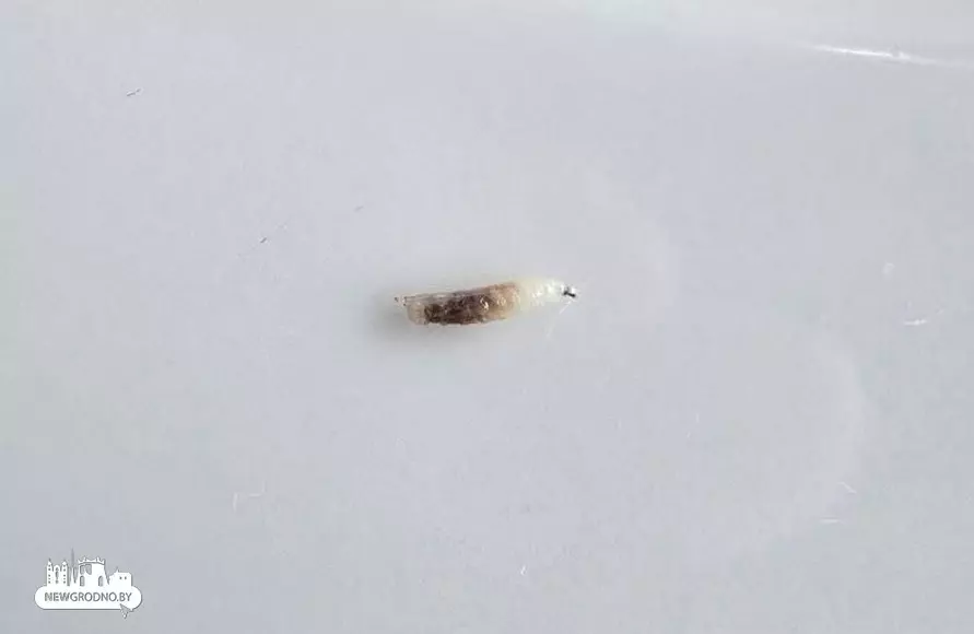 Белорусы пожаловались на пиво с личинками в одном из баров Гродно