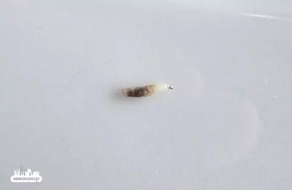 Белорусы пожаловались на пиво с личинками в одном из баров Гродно