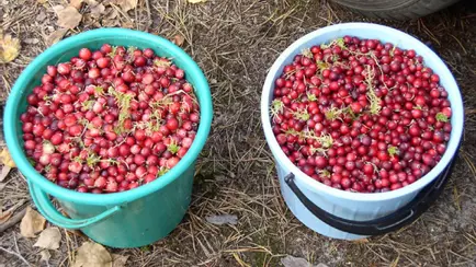 По всей Беларуси разрешили собирать клюкву. Как быстро перебрать ягоды?