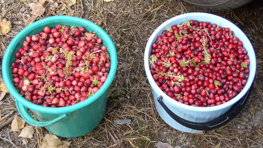 По всей Беларуси разрешили собирать клюкву. Как быстро перебрать ягоды?