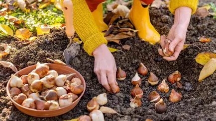 Ни в коем случае не делайте так при посадке луковичных этой осенью. Садоводы назвали 5 ошибок