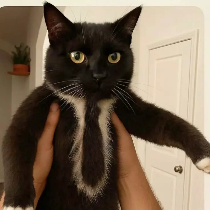 Эти 15 забавных котов заставили интернет умиляться и смеяться в голос