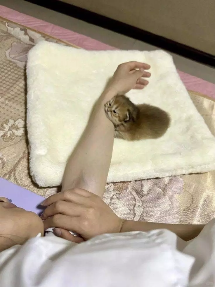 Эти 15 забавных котов заставили интернет умиляться и смеяться в голос