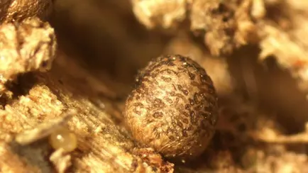 В Беловежской пуще открыли новый живой организм