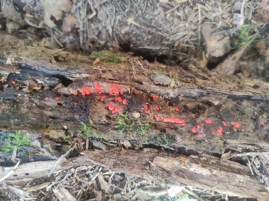 В Беловежской пуще открыли новый живой организм