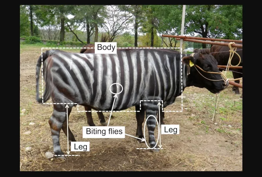 Корова-зебра, 35-летний ноготь и съедобный тефлон. В США вручили Шнобелевскую премию - 2025