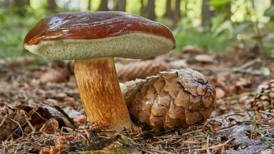 Как быстро после дождя растут грибы? Всем белорусским грибникам в сентябре нужно взять на заметку