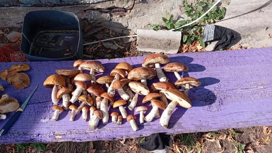 Белорусские грибники объявили начало второй волны «золотых» боровиков. Где уже берут полными корзинами?