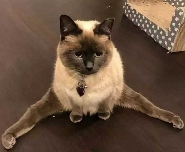 Эти 15 забавных котов заставили интернет умиляться и смеяться в голос