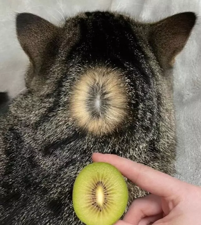 Эти 15 забавных котов заставили интернет умиляться и смеяться в голос