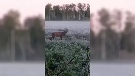 «А если бы заметили?» — Видео гона оленей, снятое белорусом с рискованно близкого расстояния, набрало 1,2 млн просмотров