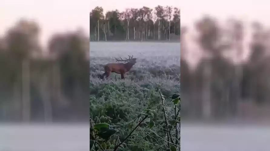 «А если бы заметили?» - Видео гона оленей, снятое белорусом с рискованно близкого расстояния, набрало 1,2 млн просмотров