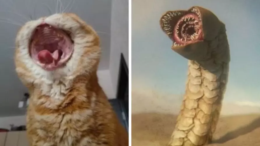 Эти 15 забавных котов заставили интернет умиляться и смеяться в голос