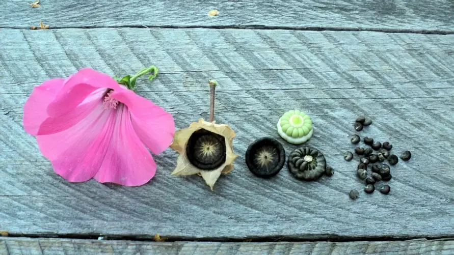 Не пропустите эти 6 работ на участке в сентябре. Иначе весной будете жалеть