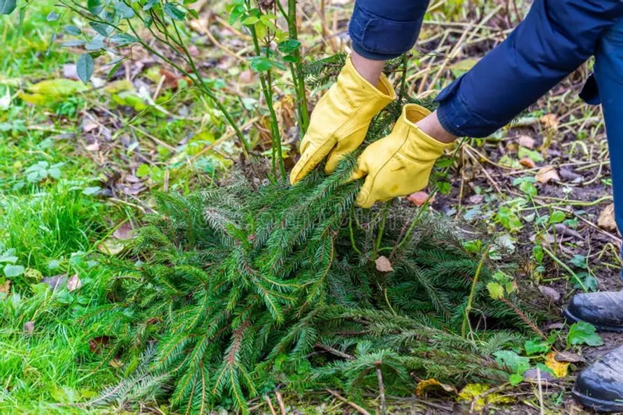 Как белорусам защитить сад и огород от первых заморозков? Нашли 5 дешёвых способов