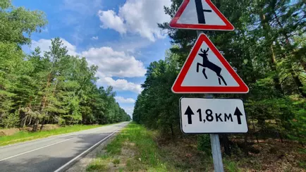 Природоохрана назвала 5 самых опасных автодорог Беларуси