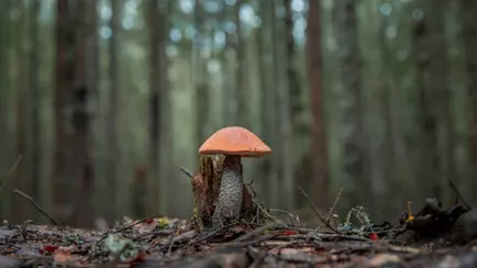 Фазы Луны влияют на рост грибов? Опытный грибник рассказал, когда и где искать полные корзины