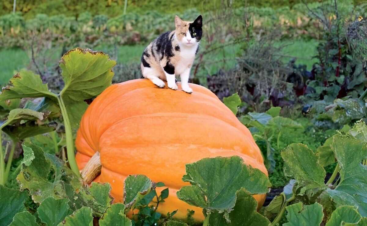 Эти 6 примет указывают, что тыква созрела. А зачем понадобится пенопласт?