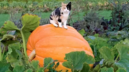 Эти 6 примет указывают, что тыква созрела. А зачем понадобится пенопласт?