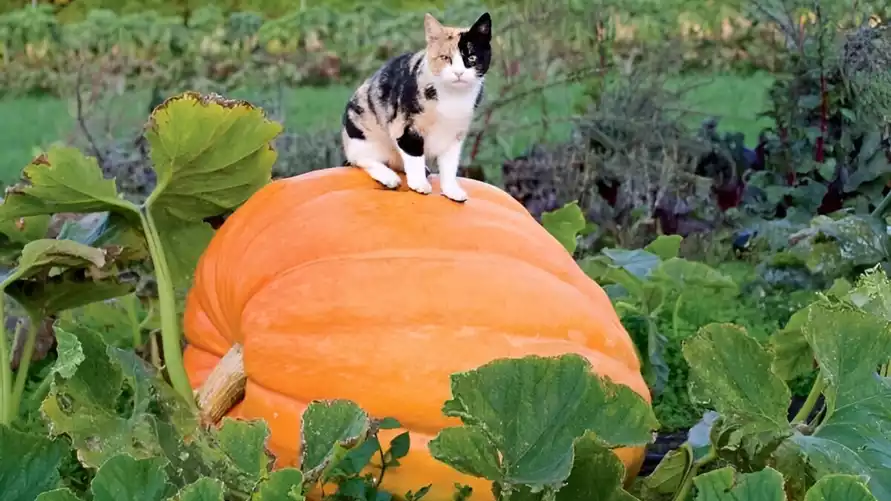 Эти 6 примет указывают, что тыква созрела. А зачем понадобится пенопласт?