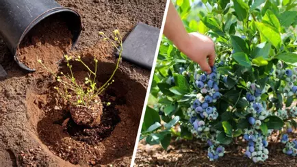 Как правильно посадить голубику осенью, чтобы собирать килограммы ягод? Избегайте этих 5 ошибок