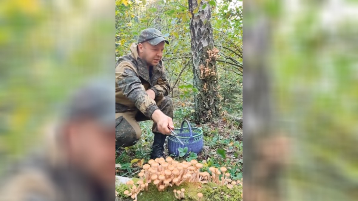 Белорусский грибник показал, где собрал целую корзину осенних опят