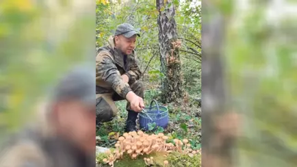 Белорусский грибник показал, где собрал целую корзину осенних опят