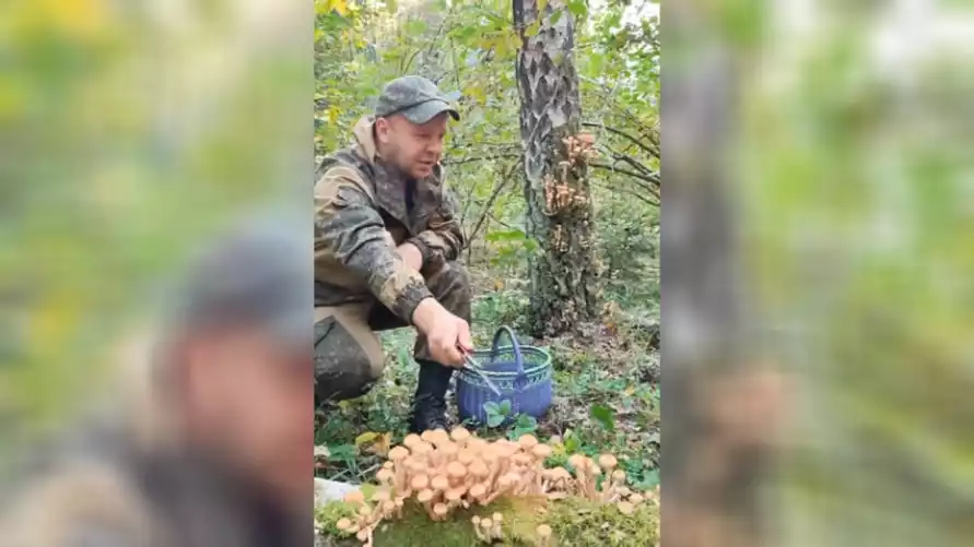 Белорусский грибник показал, где собрал целую корзину осенних опят