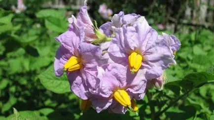 В Беларуси символом туризма выбрали цветок картошки