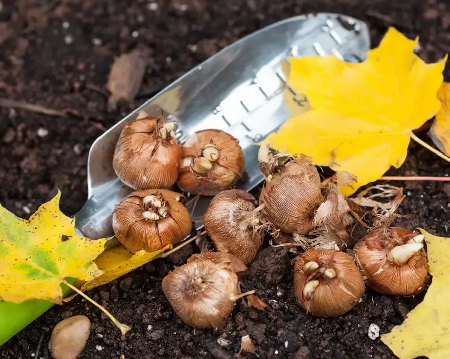Ни в коем случае не делайте так при посадке луковичных этой осенью. Садоводы назвали 5 ошибок