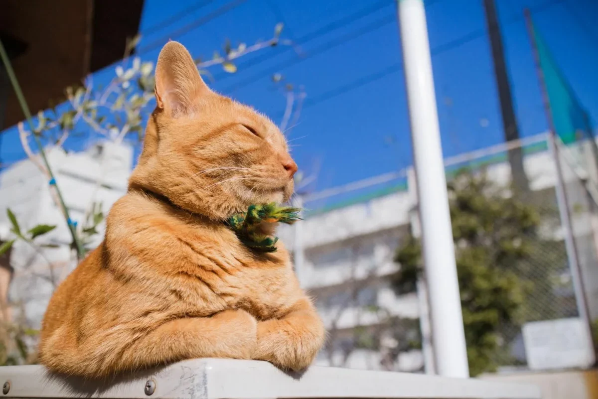 "Мощную тропическую волну" и +29°С пообещали синоптики белорусам на выходных. Когда ждать заморозки?