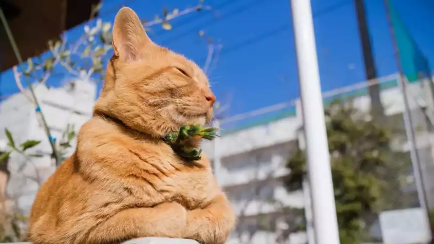"Мощную тропическую волну" и +29°С пообещали синоптики белорусам на выходных. Когда ждать заморозки?