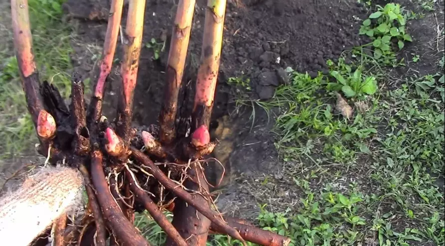 Положите под куст пиона этот продукт при посадке (пересадке) осенью. Пышное цветение гарантировано