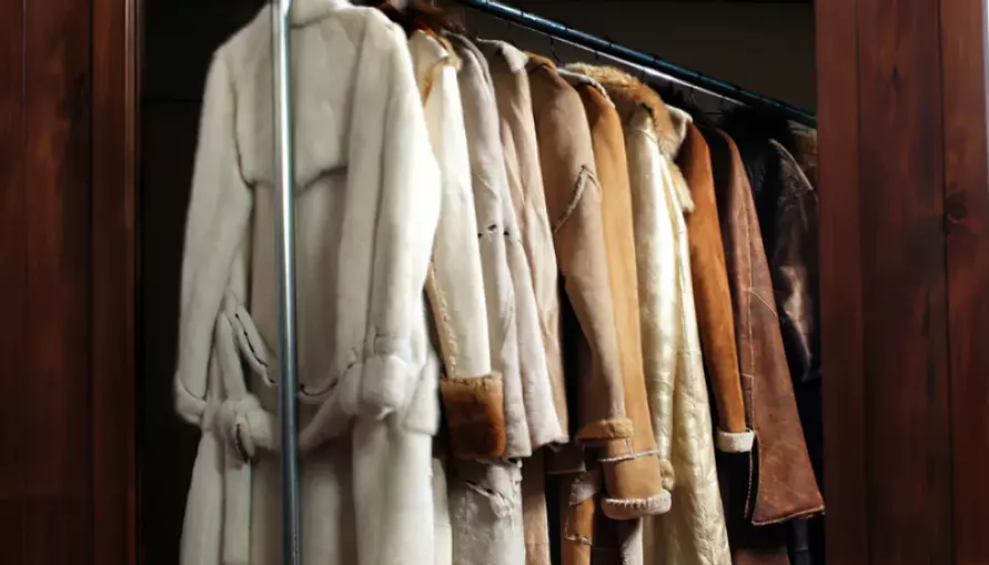 Энтомологи назвали лучший способ защитить одежду и дом от моли